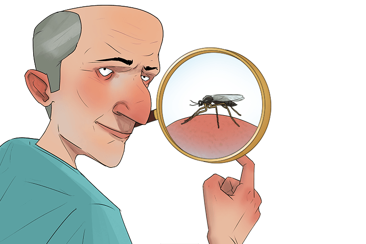 I saw a gnat on me (anatomy) and studied its physical structures